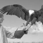 ein wunderbarer augenblick für einen schamanen einen lebenden Adler auf seiner Hand landen zu lassen