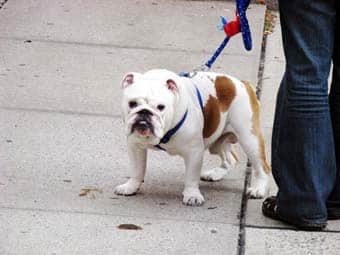 meditation-fehler-hund-in-new-york