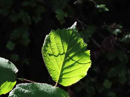 die-sonne-scheint